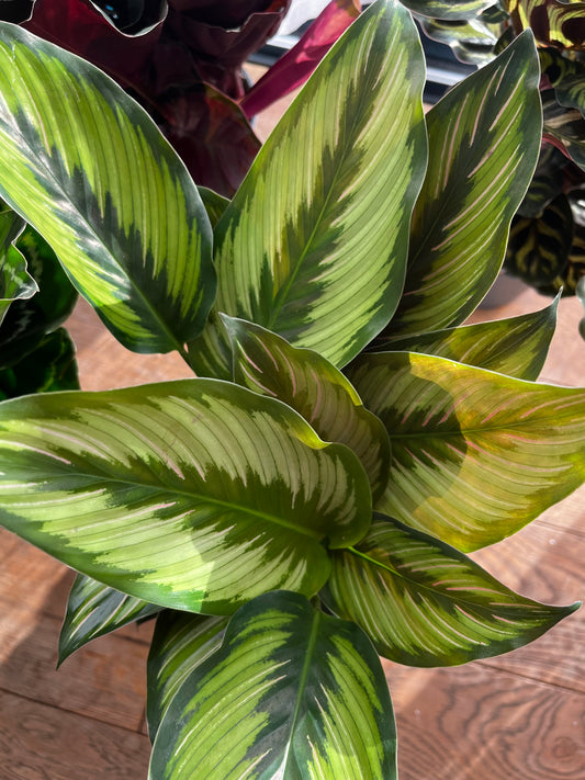 Calathea Beauty Star