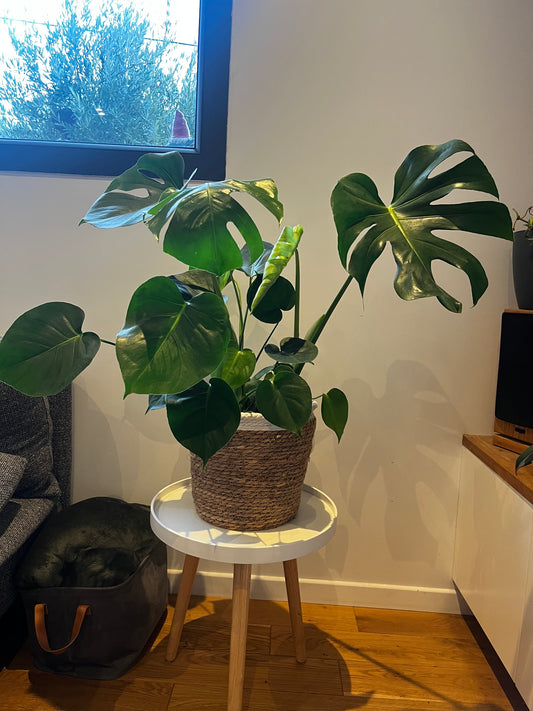 Monstera deliciosa