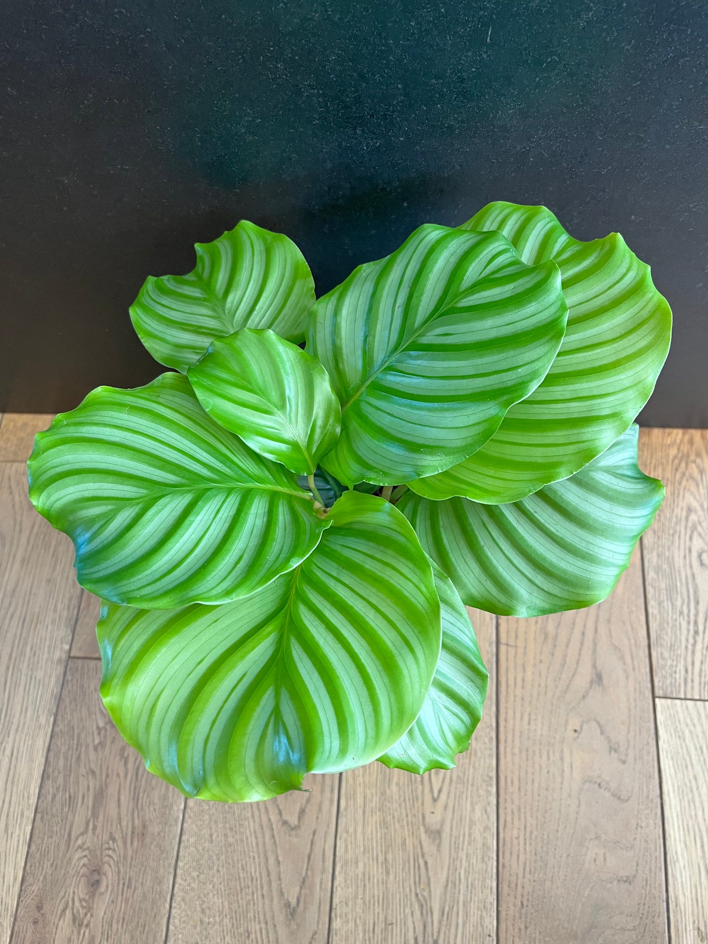 Calathea Orbifolia