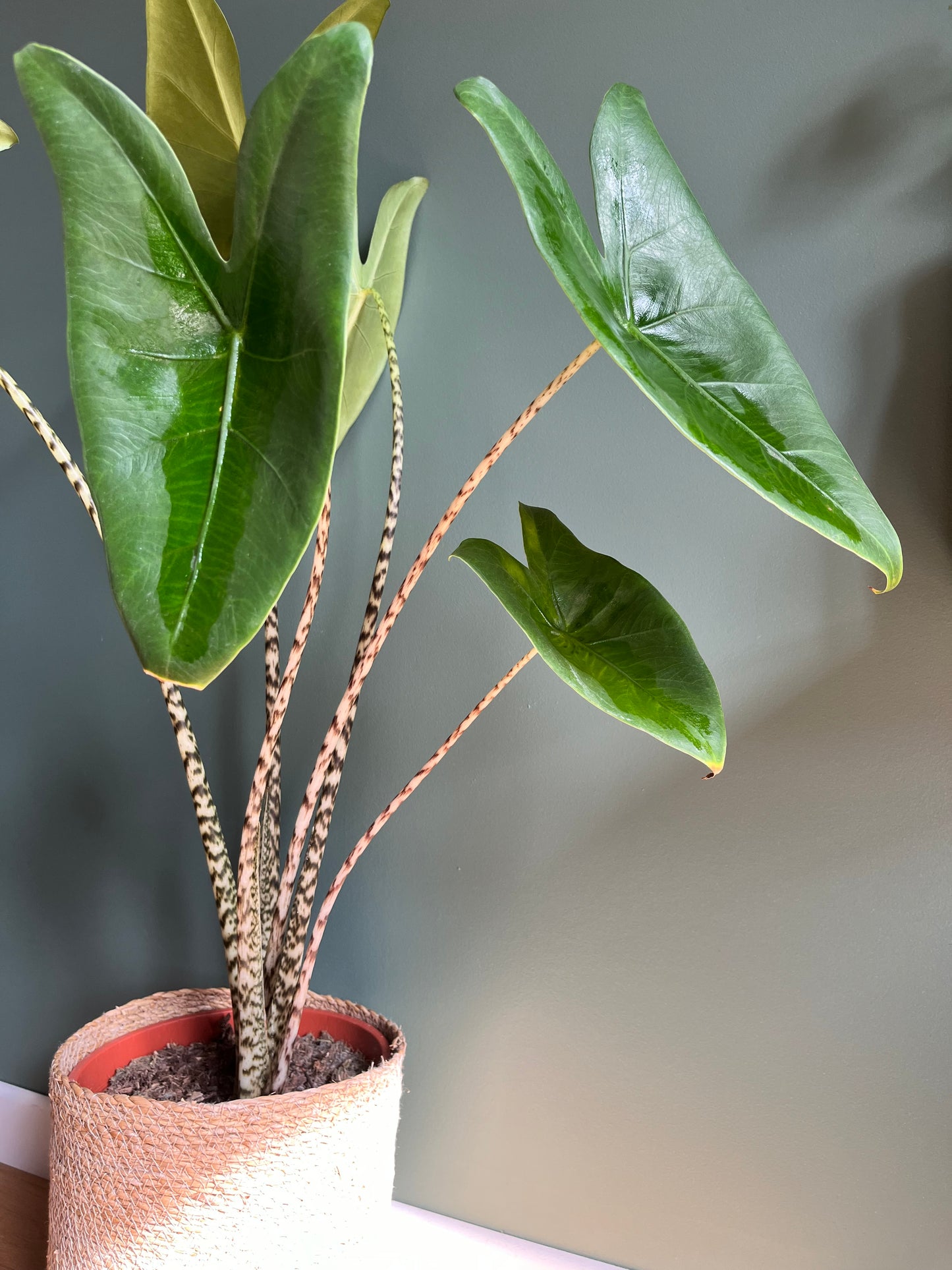 Alocasia zebrina