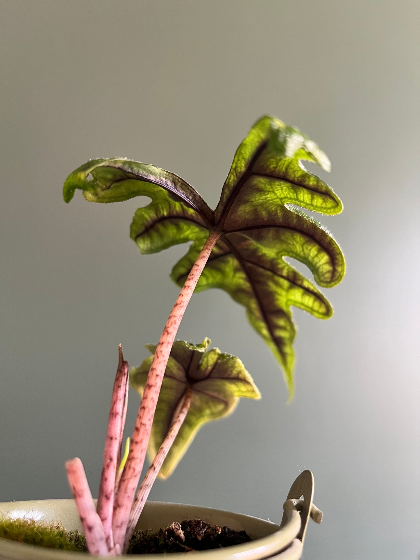 Alocasia Jacklyn