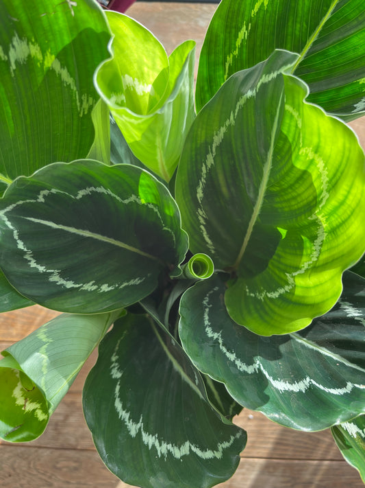 Calathea Roseopicta Green