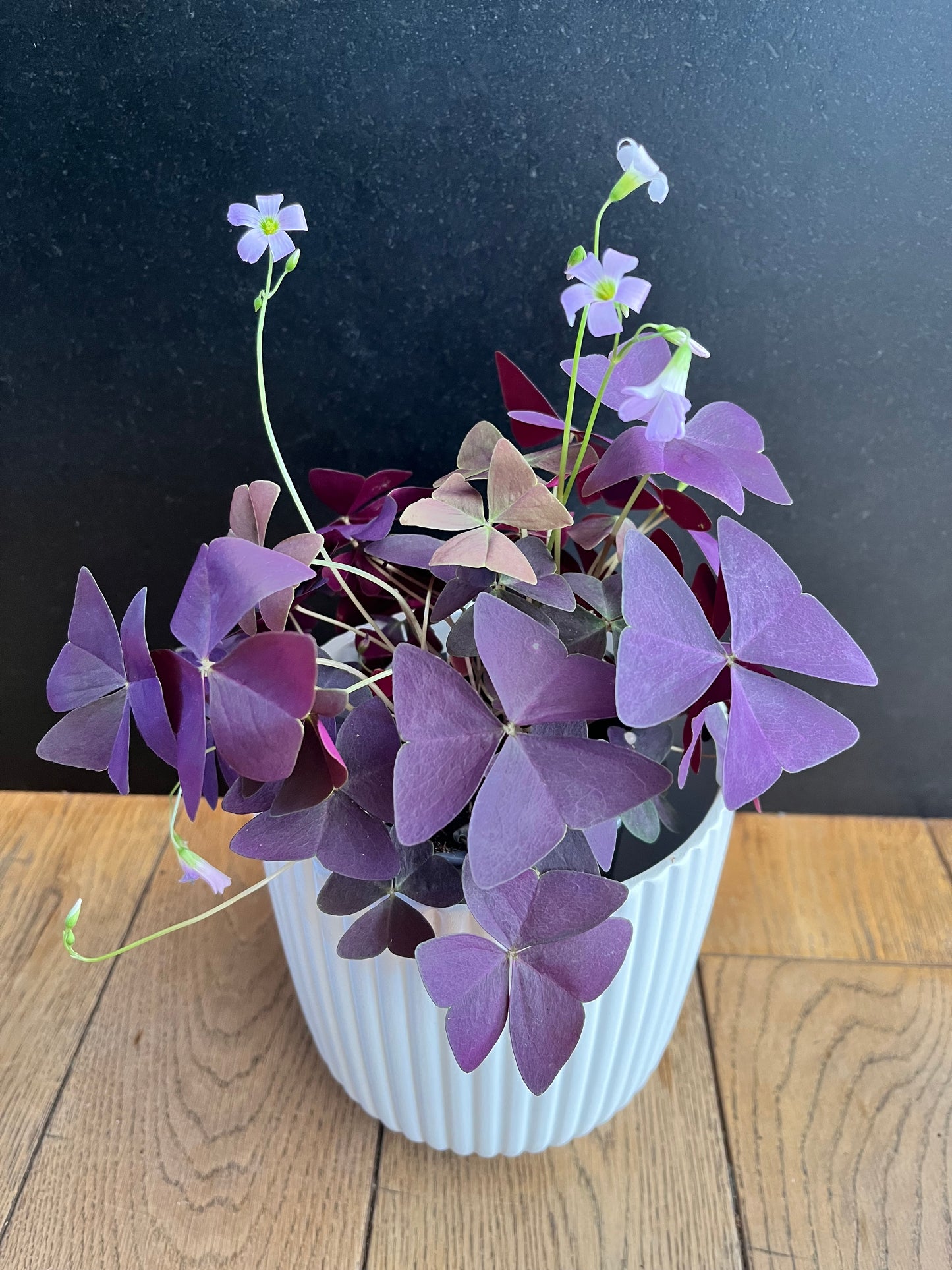 Oxalis triangularis pourpre