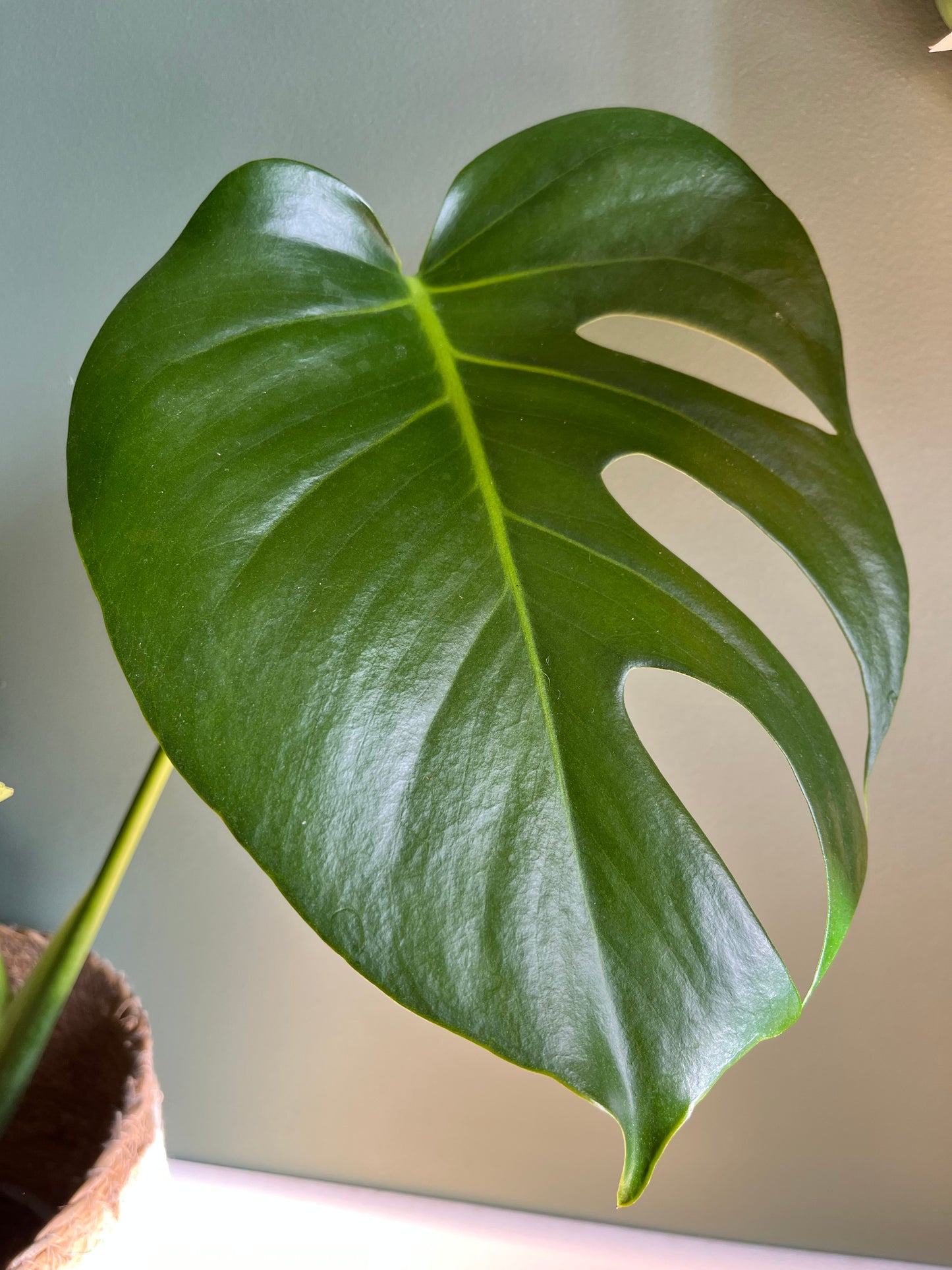 Monstera Deliciosa