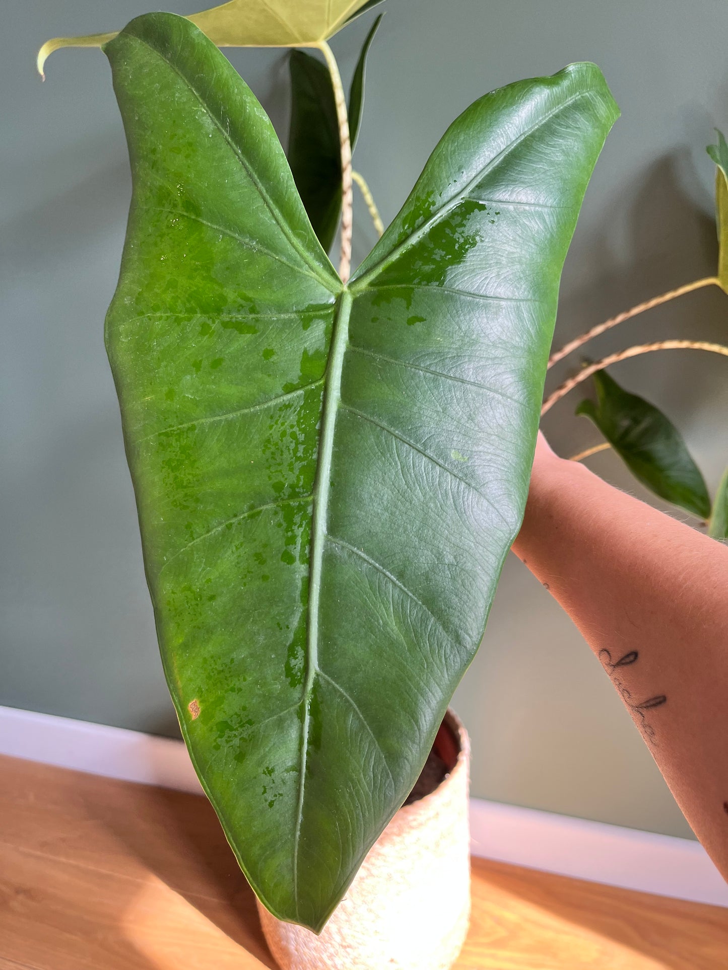 Alocasia zebrina