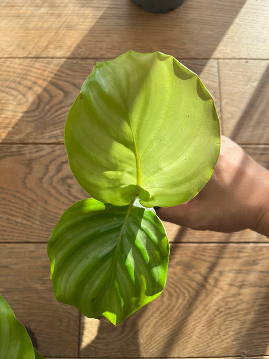 Baby Calathea Orbifolia