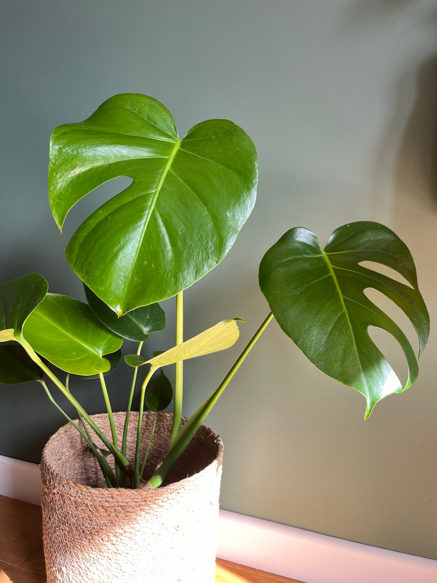 Monstera Deliciosa