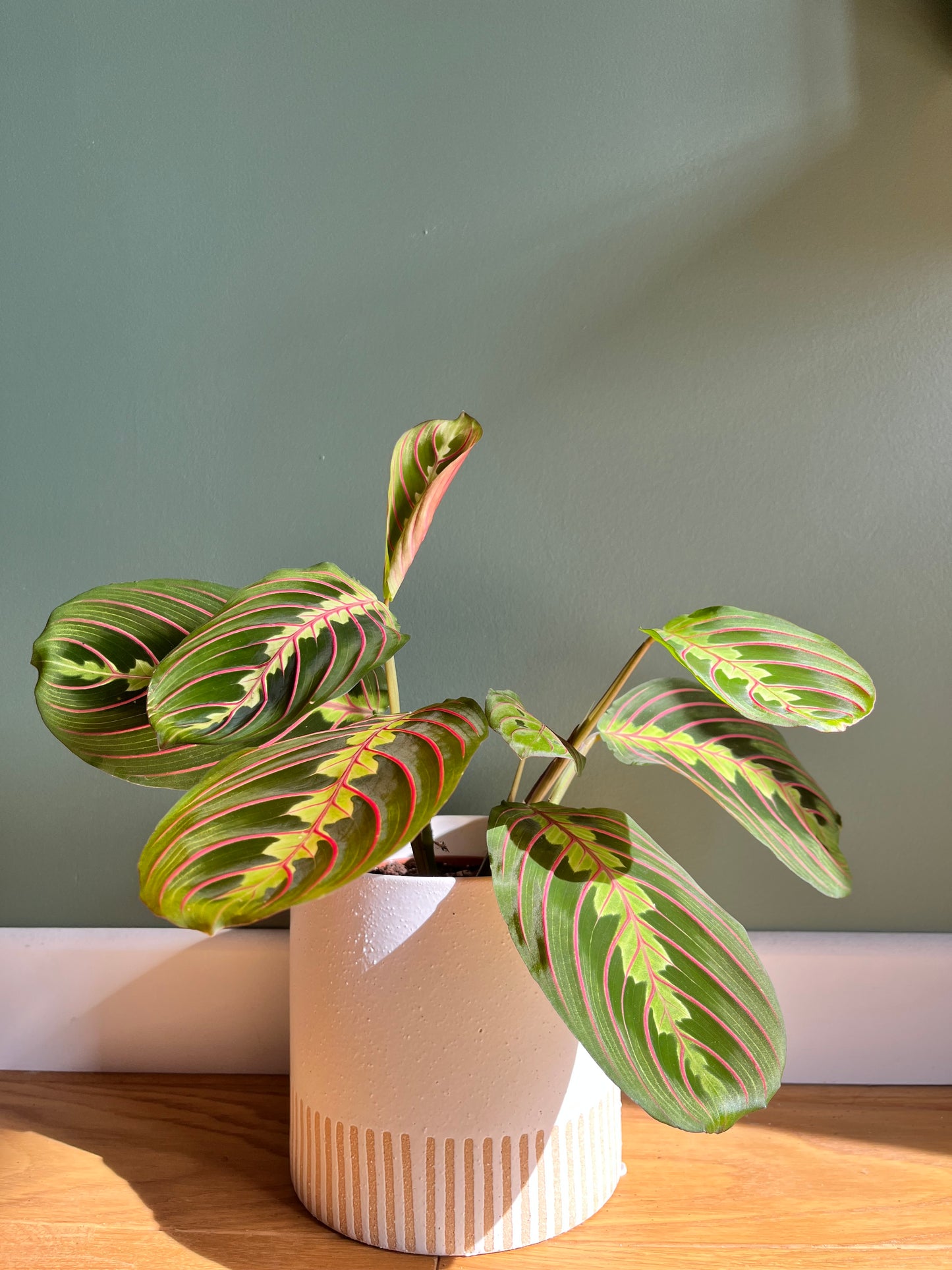 Maranta fascinator