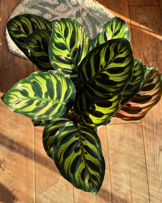 Calathea Makoyana