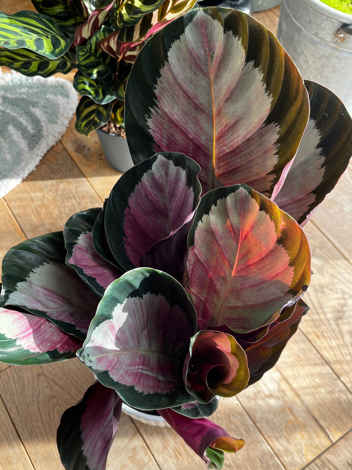 Calathea Roseopicta Rosie