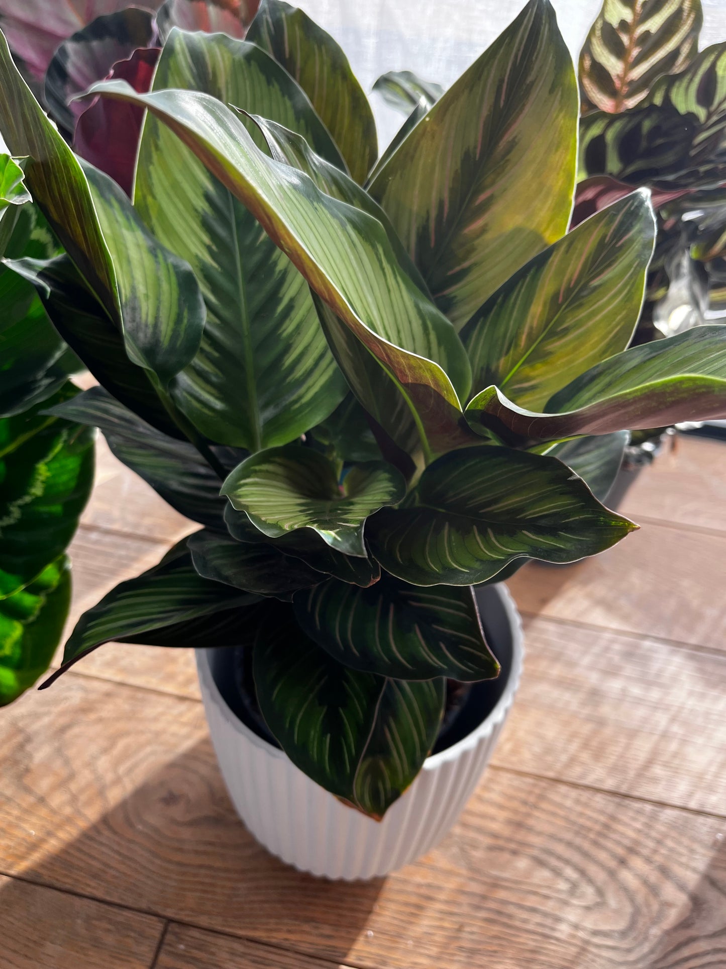 Calathea Beauty Star