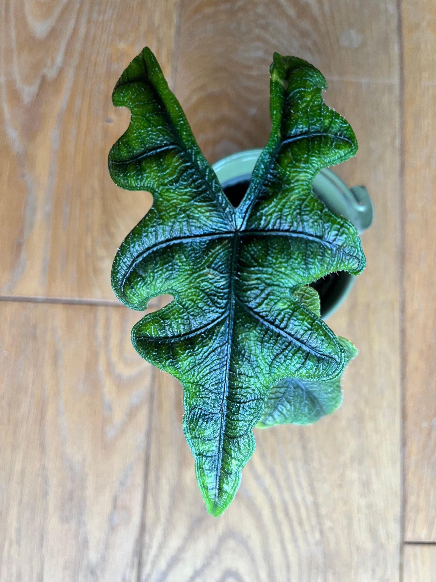 Alocasia Jacklyn