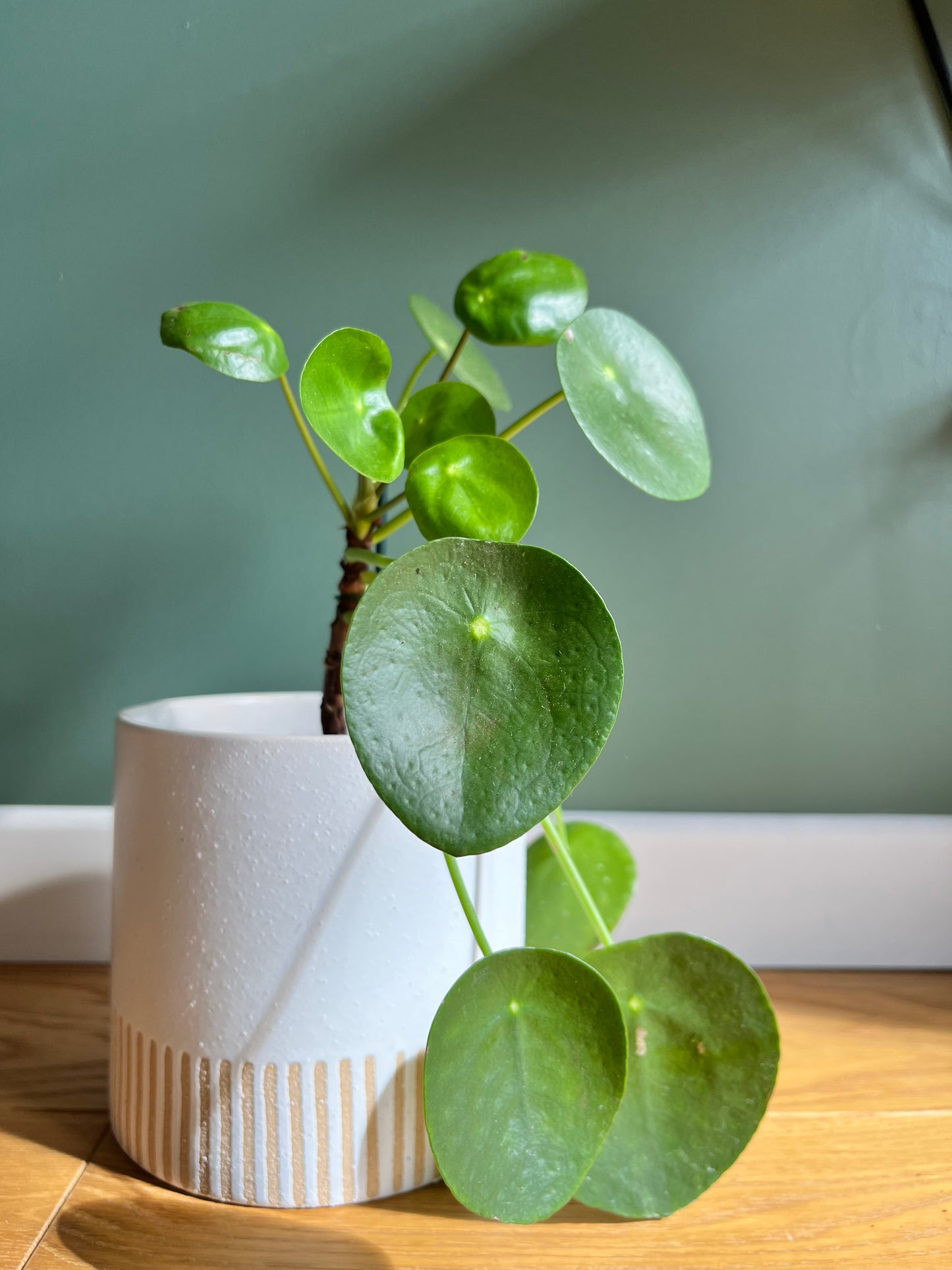 Pilea peperomioide tige