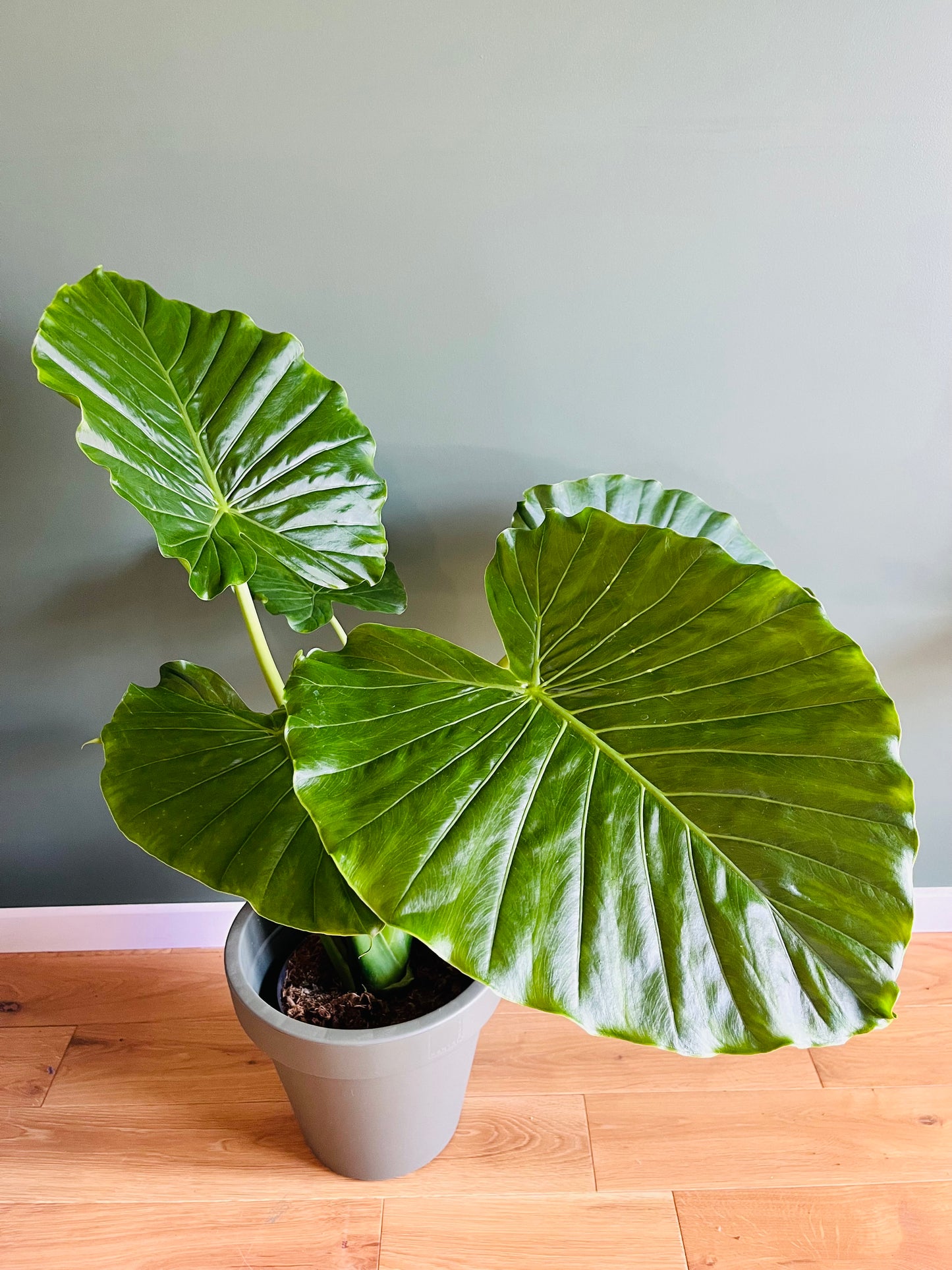 Alocasia Gagaena