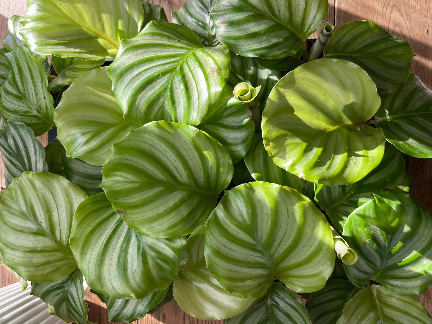 Baby Calathea Orbifolia