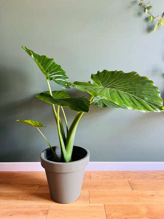 Alocasia Gagaena