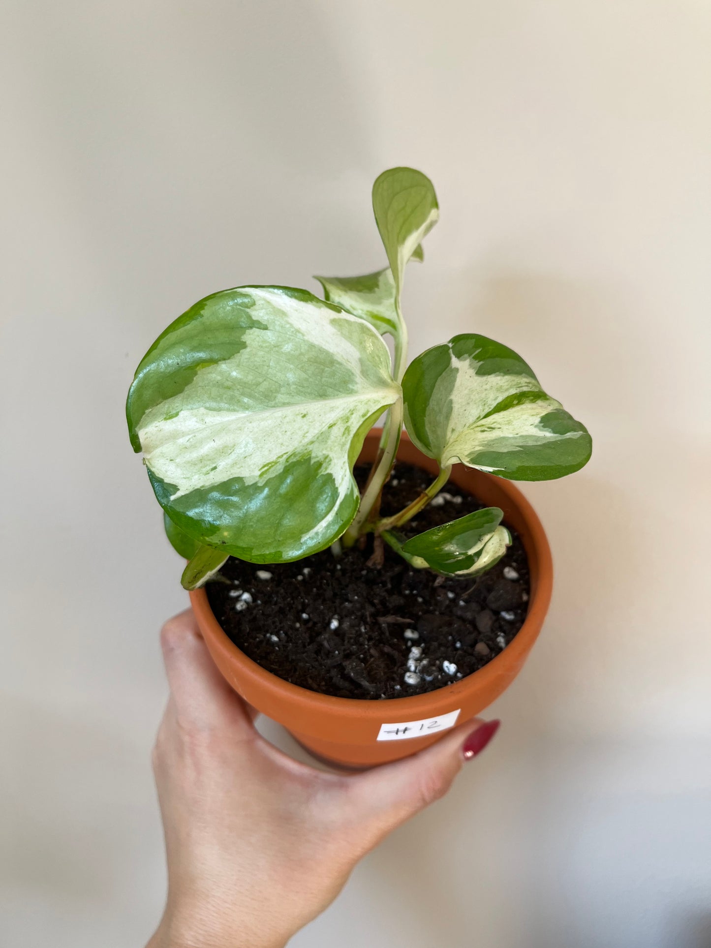 Baby Pothos Manjula