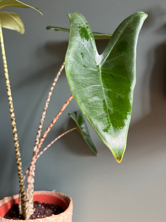 Alocasia Zebrina