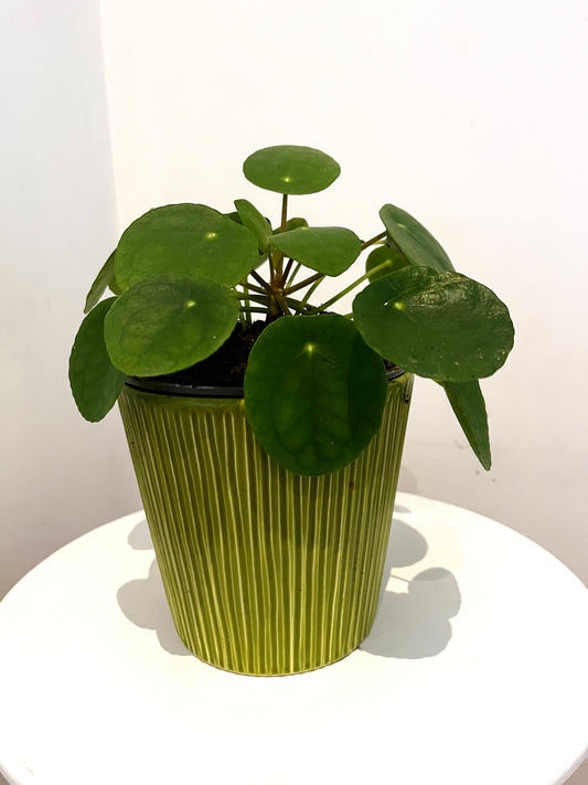 Pilea peperomioide