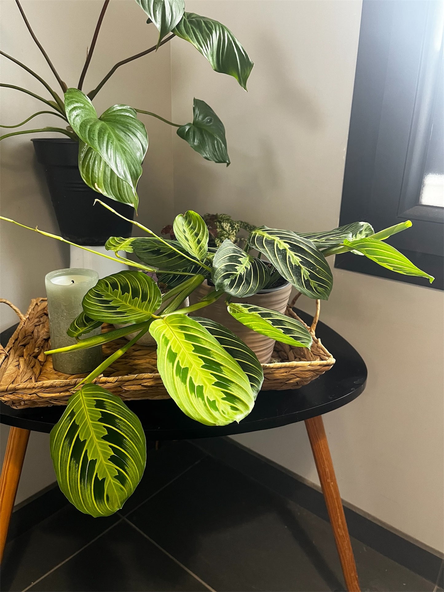 Maranta Lemon Lime