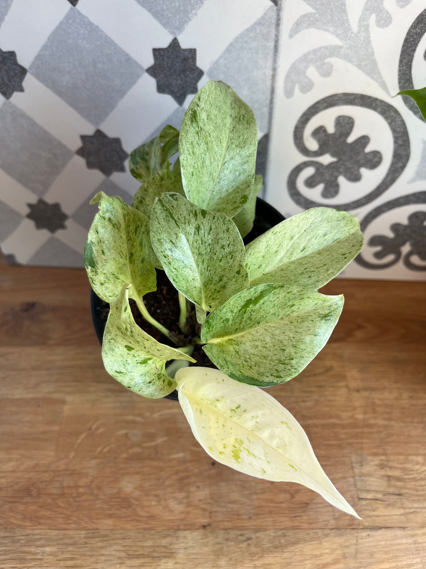 Pothos Snow Queen