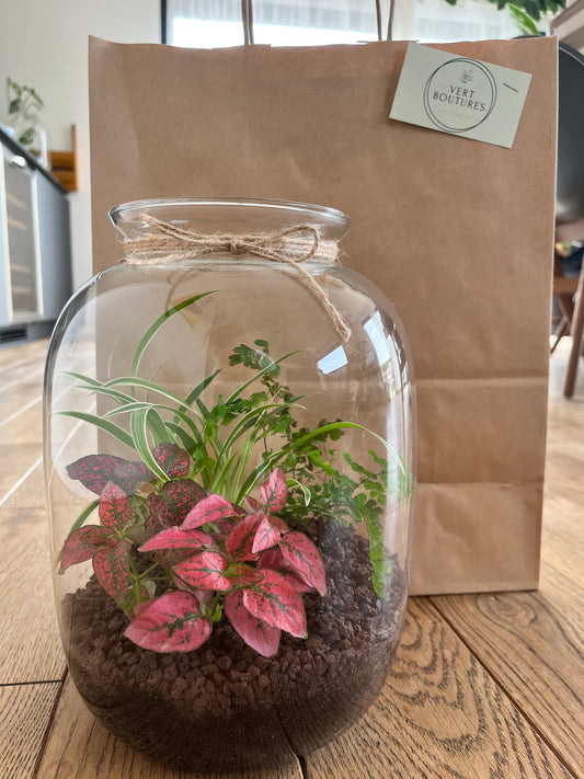 Terrariums  ( uniquement retrait Thonon les bains/alentours)