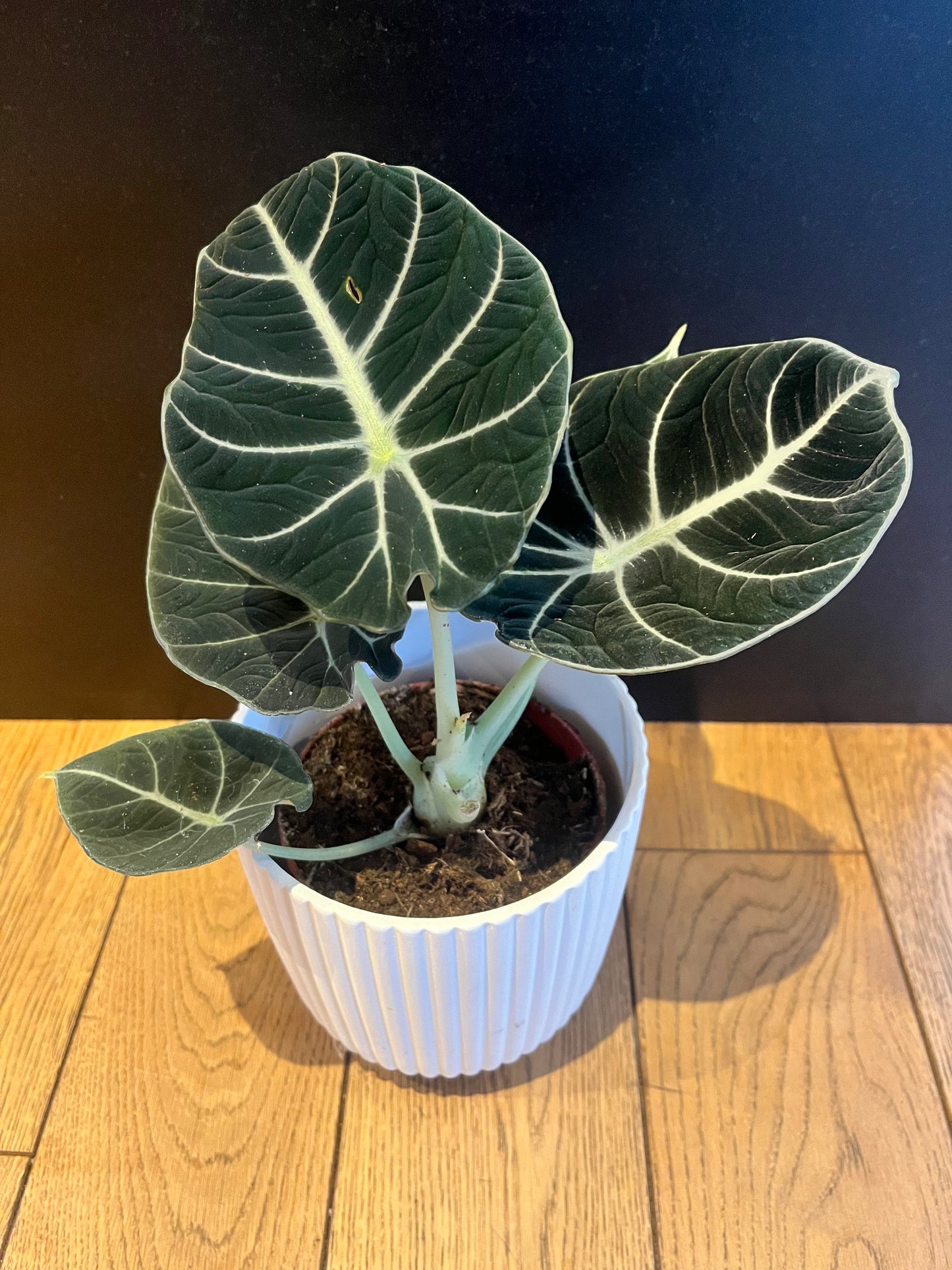 Alocasia Black Velvet