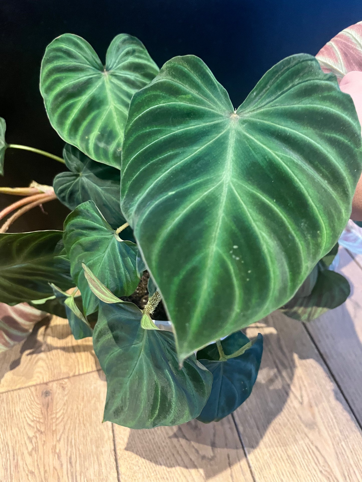 Philodendron Verrucosum