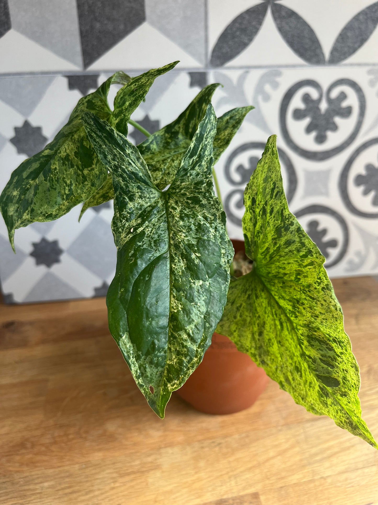 Syngonium Mottled Mojito